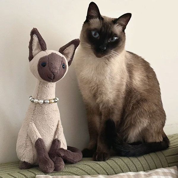 jellycat かわいいぬいぐるみ シャム猫 w24043027